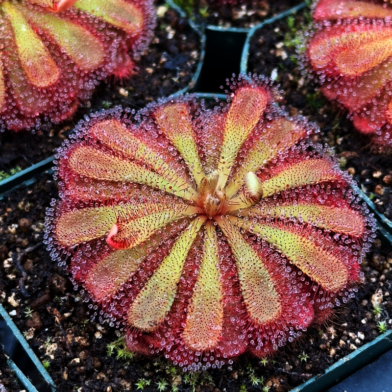 Drosera aliciae