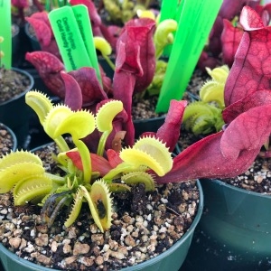 Sarracenia purpurea And Flytrap Combo