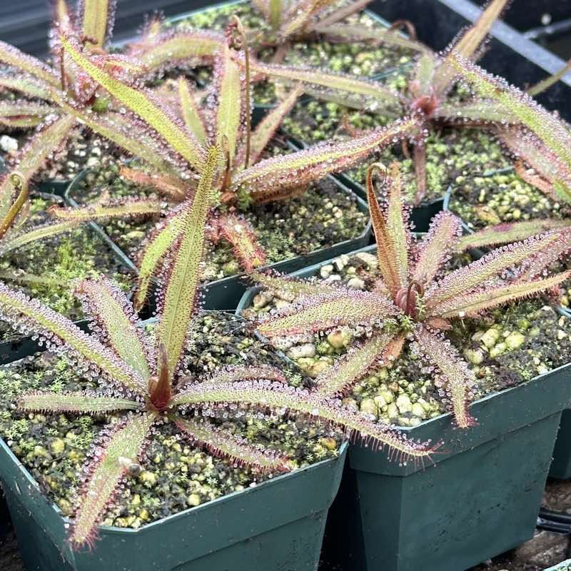 Drosera adelae Giant