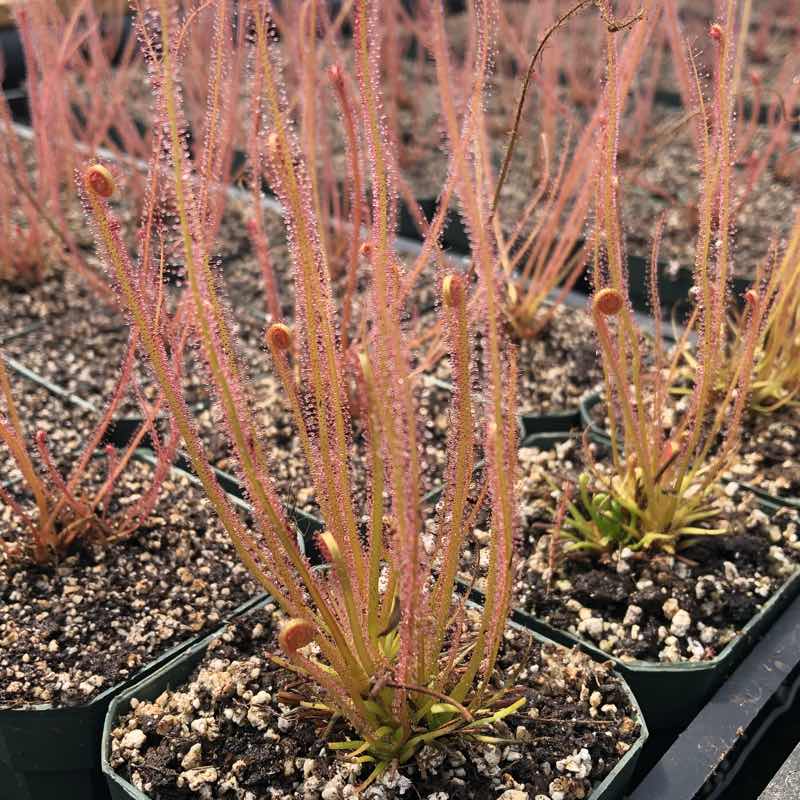 Drosera Dreamsicle
