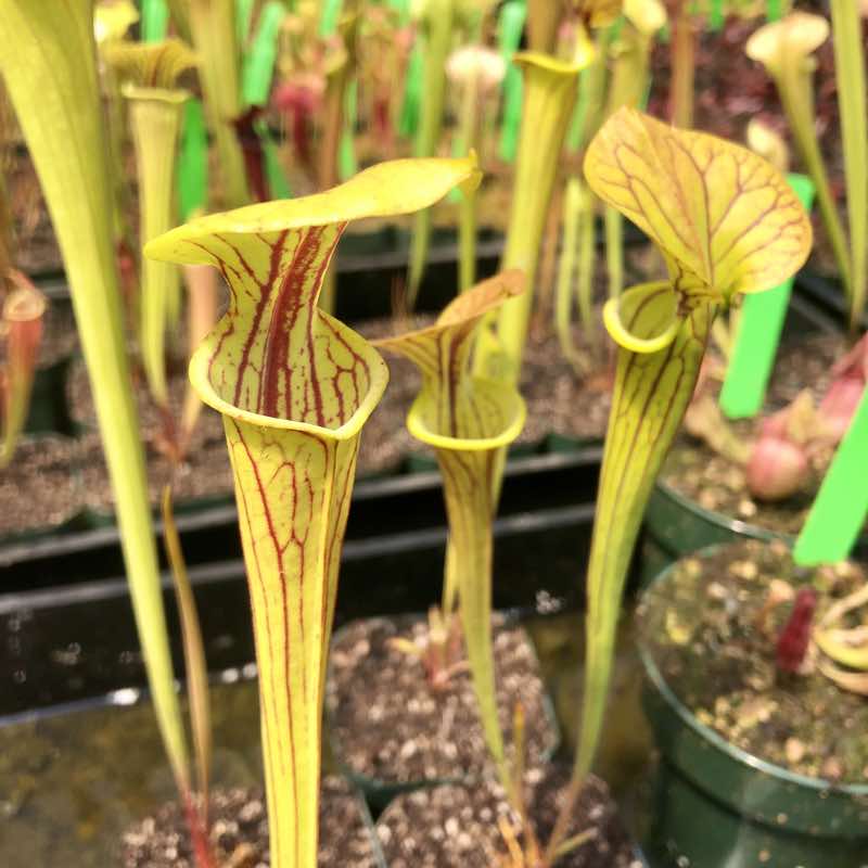Sarracenia flava, Mixed Forms