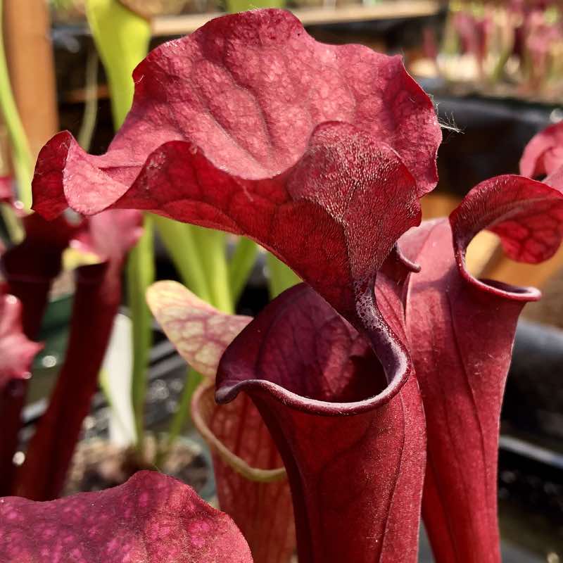 Sarracenia oreophila x Judith Hindle