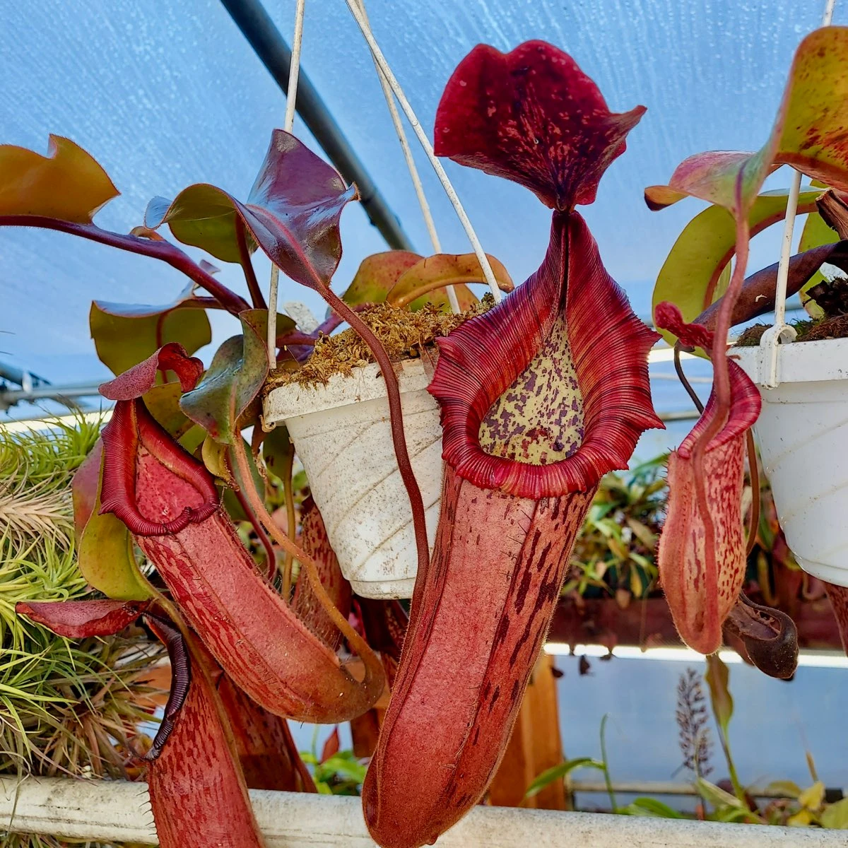 Nepenthes boschiana x veitchii (Rooted Cutting)
