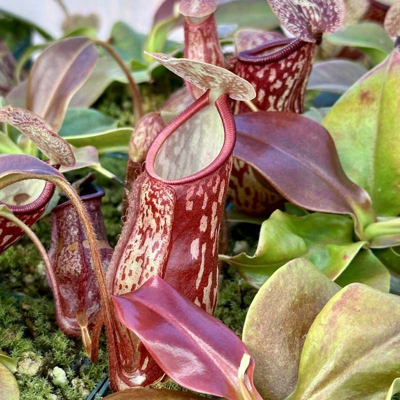 Nepenthes Gaya