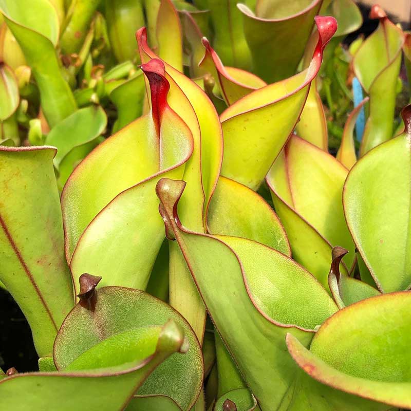 Heliamphora arenicola x ionasii
