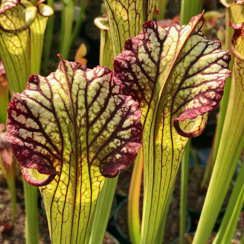 Sarracenia Lynda Butt
