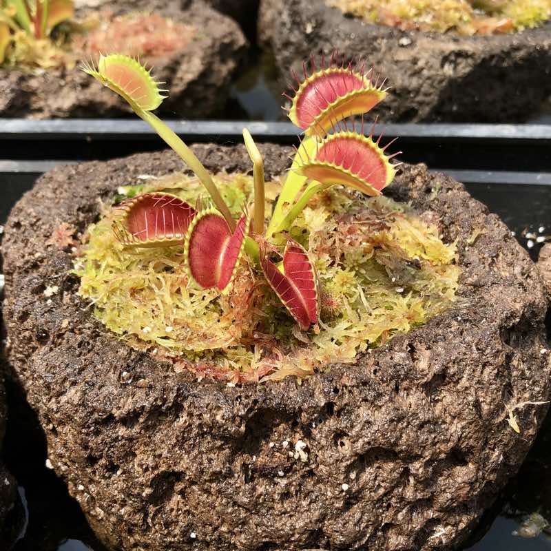 Rock Garden - Venus Flytrap