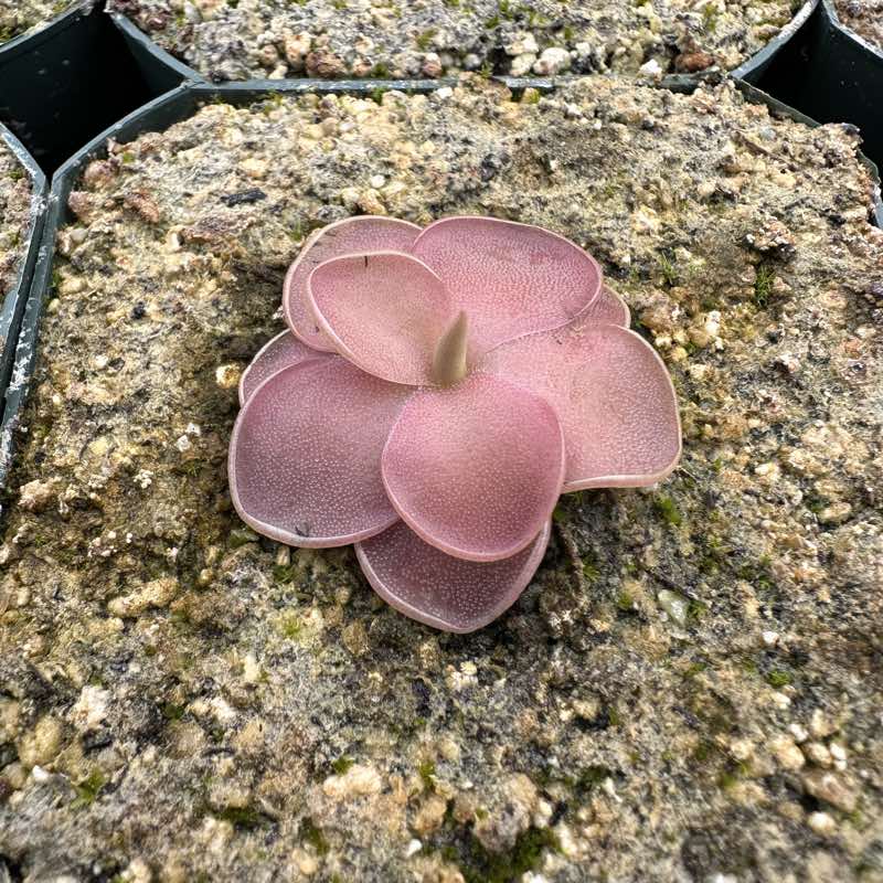 Grow Carnivorous Plants Pinguicula Pirouette
