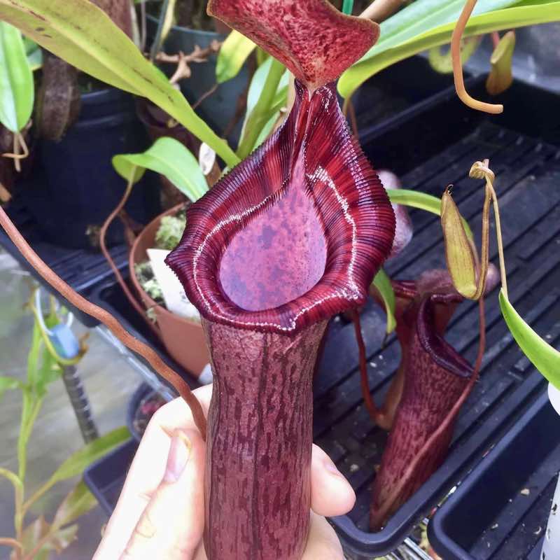 Nepenthes spectabilis x (lowii x ventricosa) (Rooted Cutting)