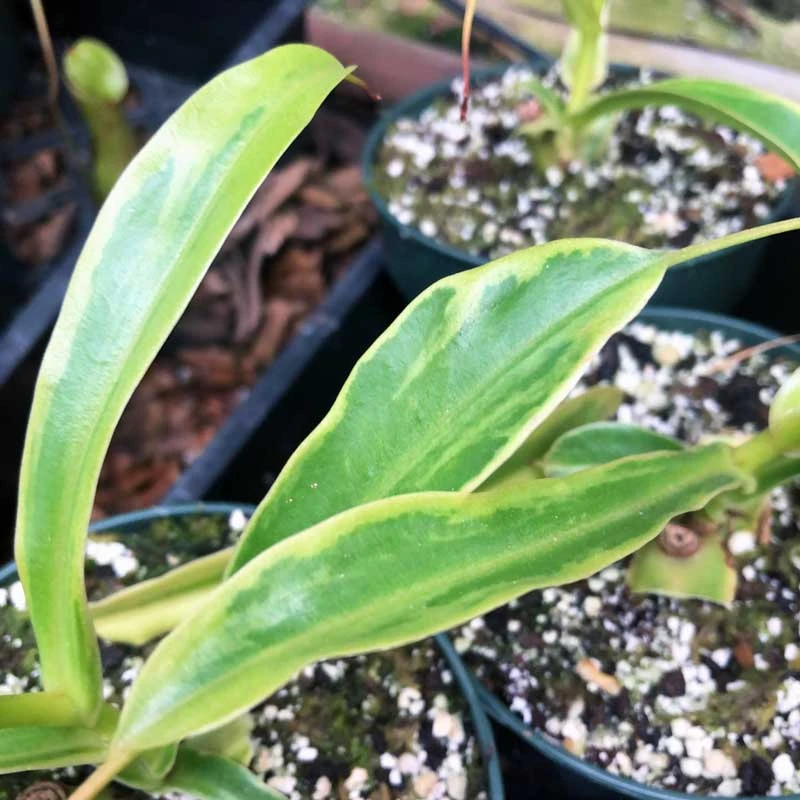 Nepenthes x ventrata, Variegated