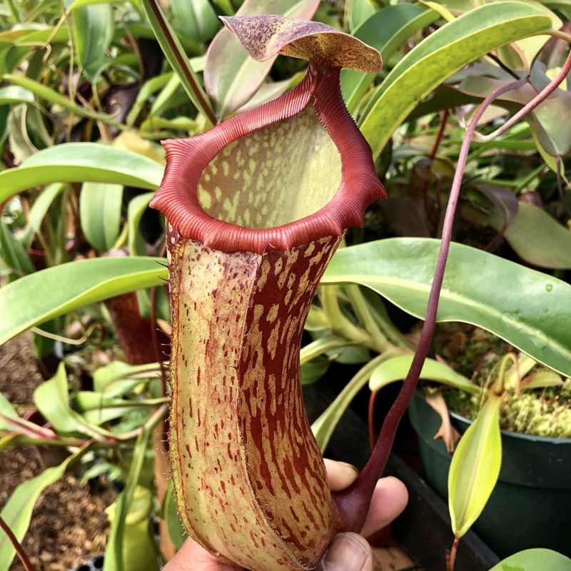 Nepenthes Splendiana x ventricosa