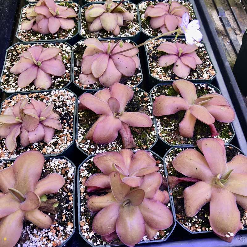 Pinguicula (Random Hybrid)