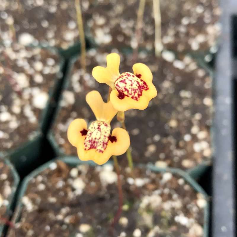 Utricularia fulva