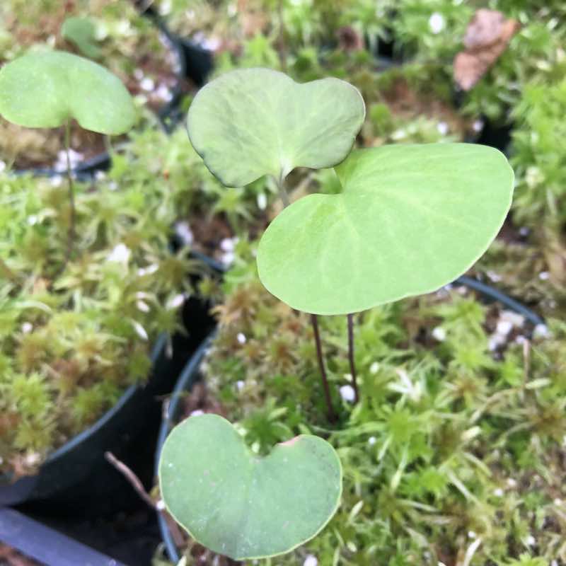 Utricularia cornigera