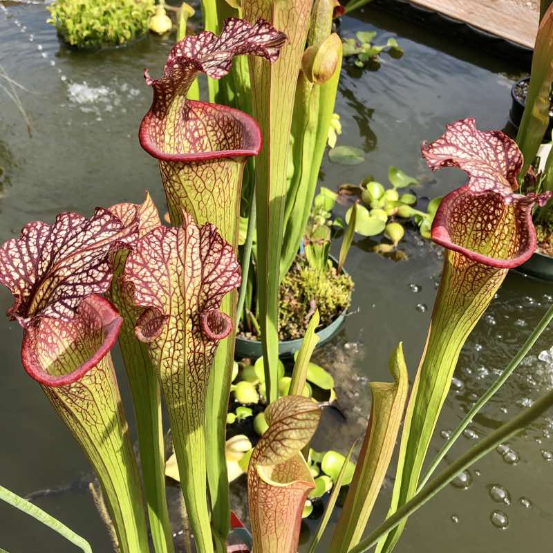 Sarracenia The Kraken For Sale