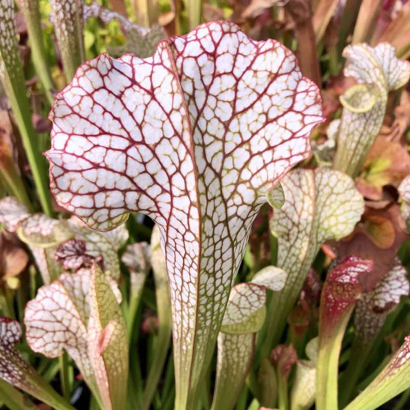 Sarracenia Kilimanjaro For Sale