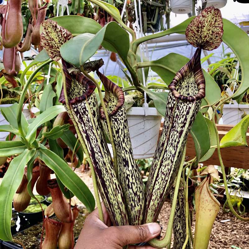 Nepenthes maxima x vogelii (Rooted Cutting)