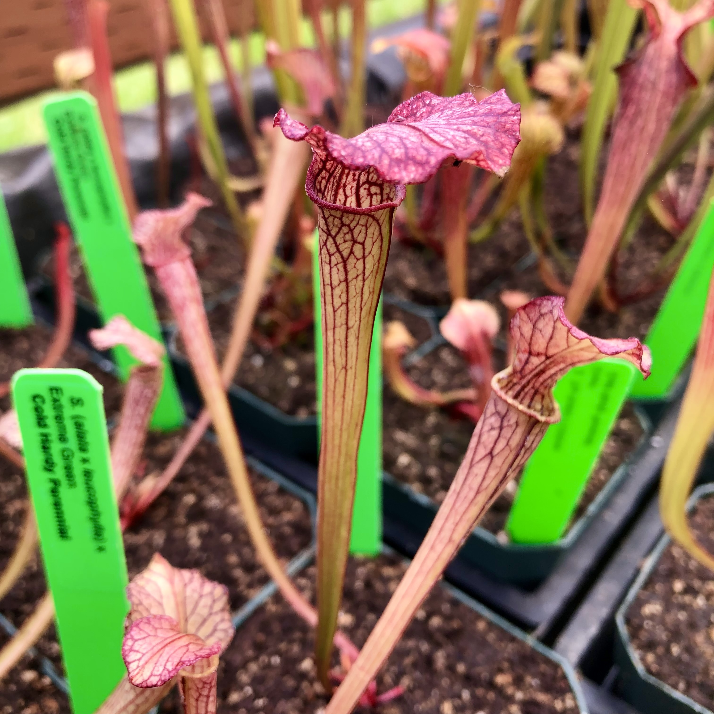Sarracenia (alata x leucophylla) x Extreme Green (SG)
