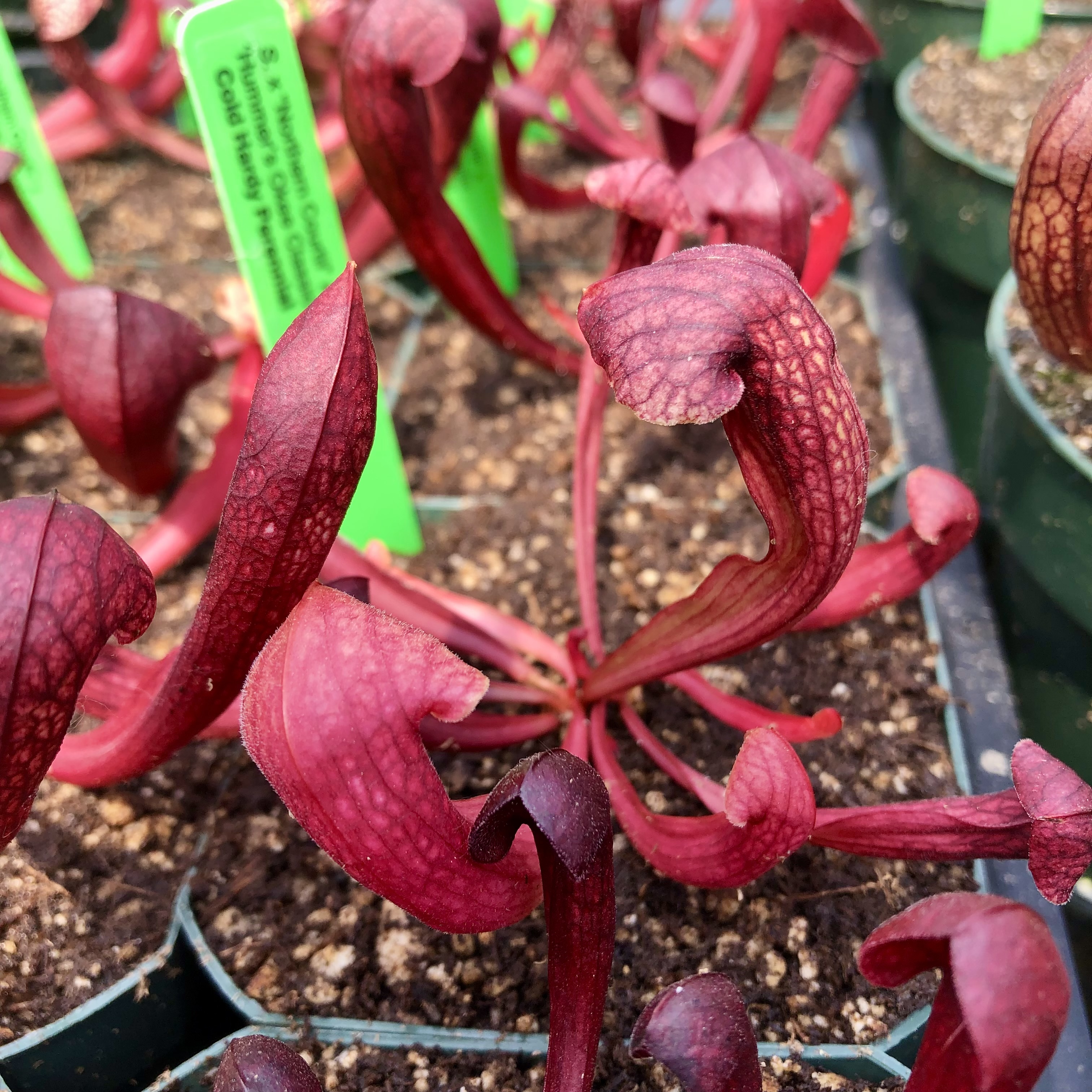 Sarracenia Northern Cortii x Hummer's Okee Classic for Sale