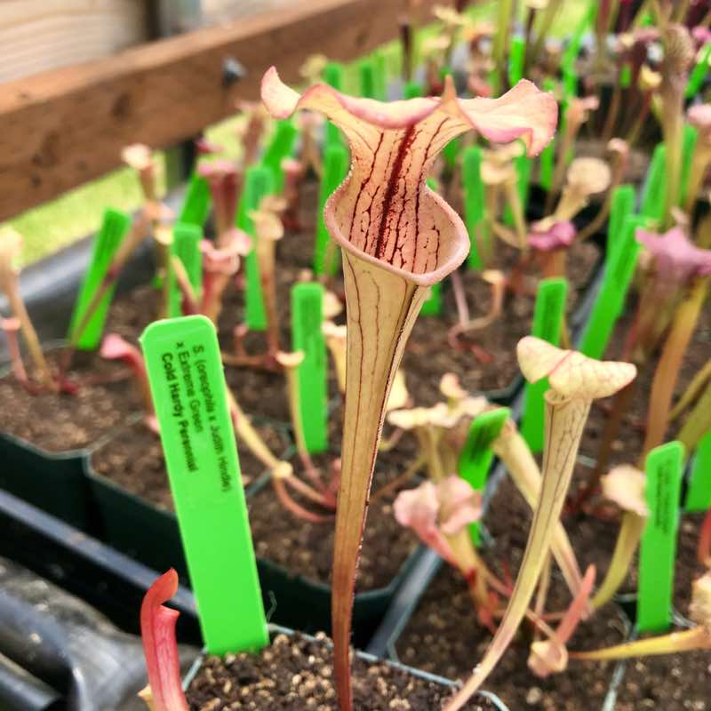 Sarracenia (oreophila x Judith Hindle) x Extreme Green (SG)