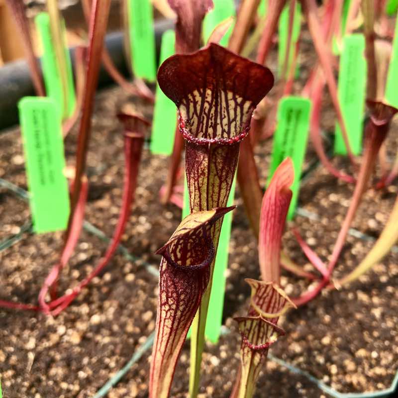 Sarracenia alata Dark (SG)
