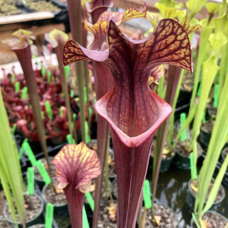 Sarracenia Alucard