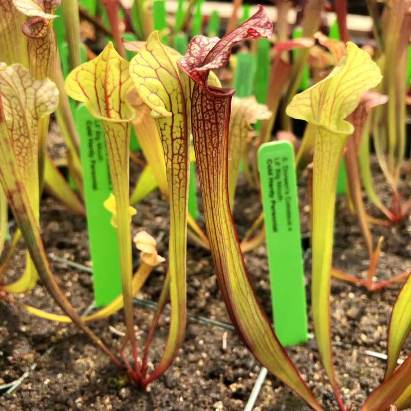 Sarracenia Doreen's Colossus x Lorax for Sale