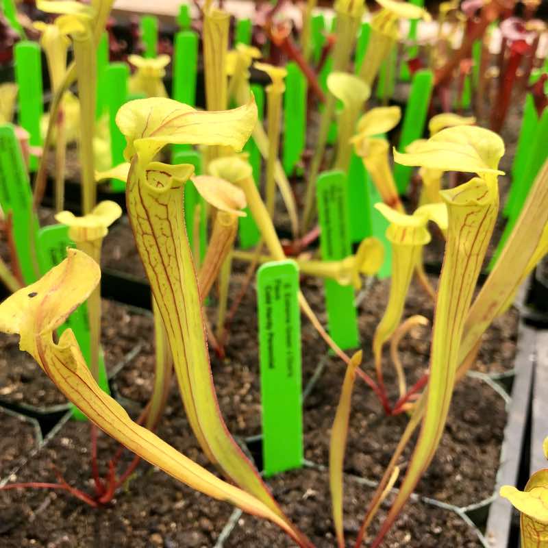 Sarracenia Extreme Green x Don's Flava (SG)