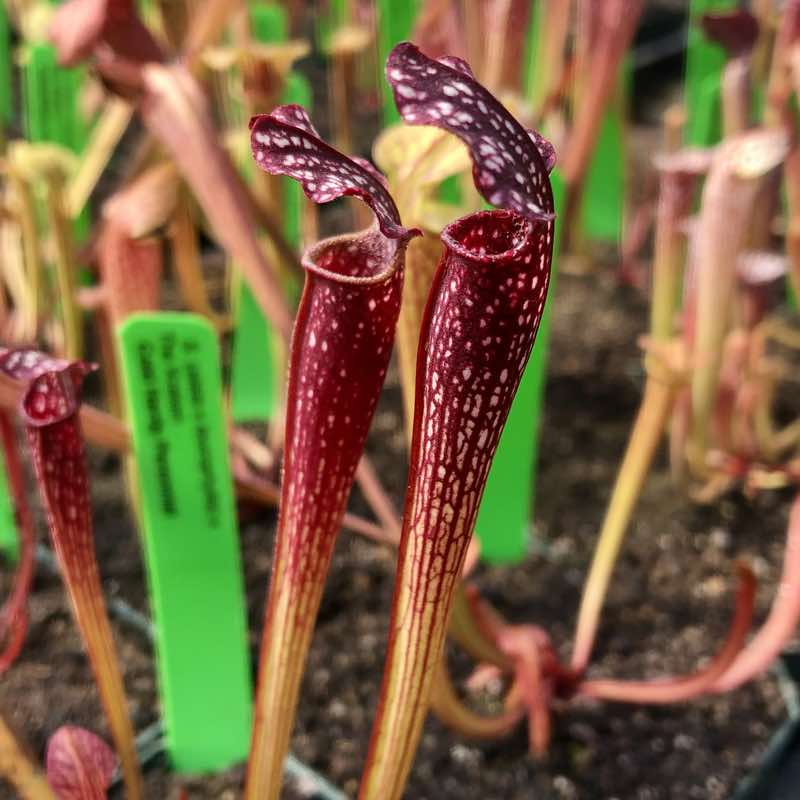 Sarracenia (alata x leucophylla) x The Kraken (SG)