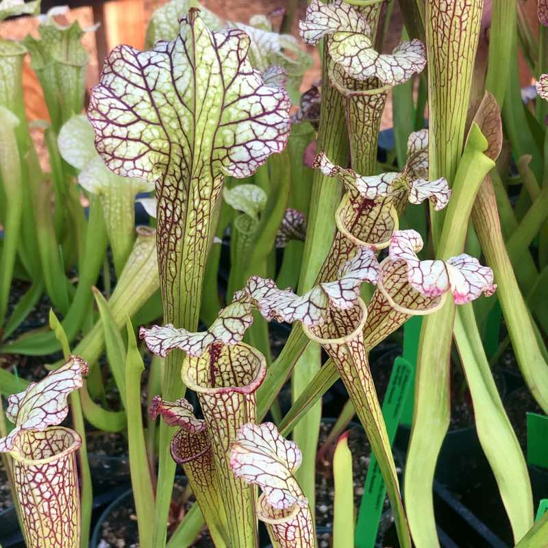 Sarracenia Wilkerson's Rocket x flava rugelii for Sale. Grow
