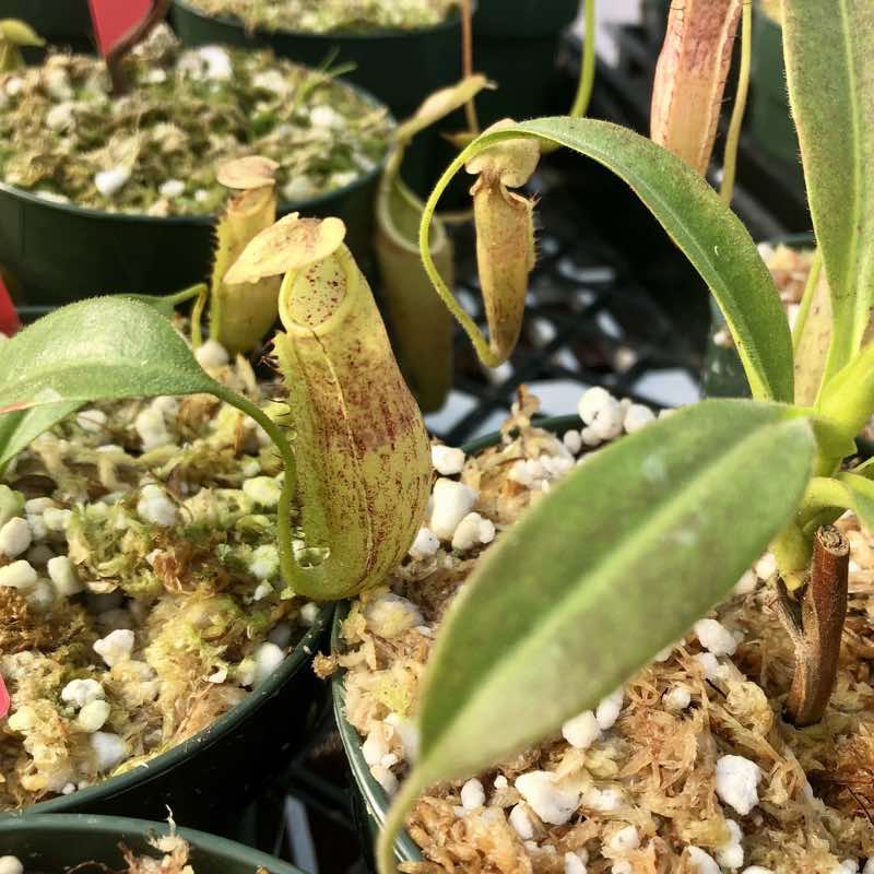 Nepenthes minima (Rooted Cutting)