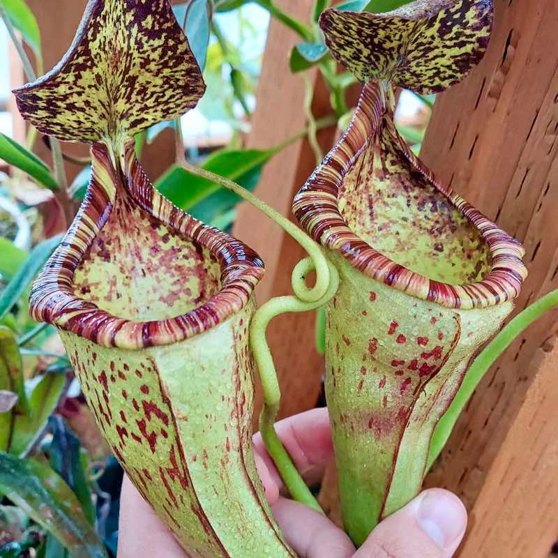 Nepenthes trusmadiensis x burbidgeae EP