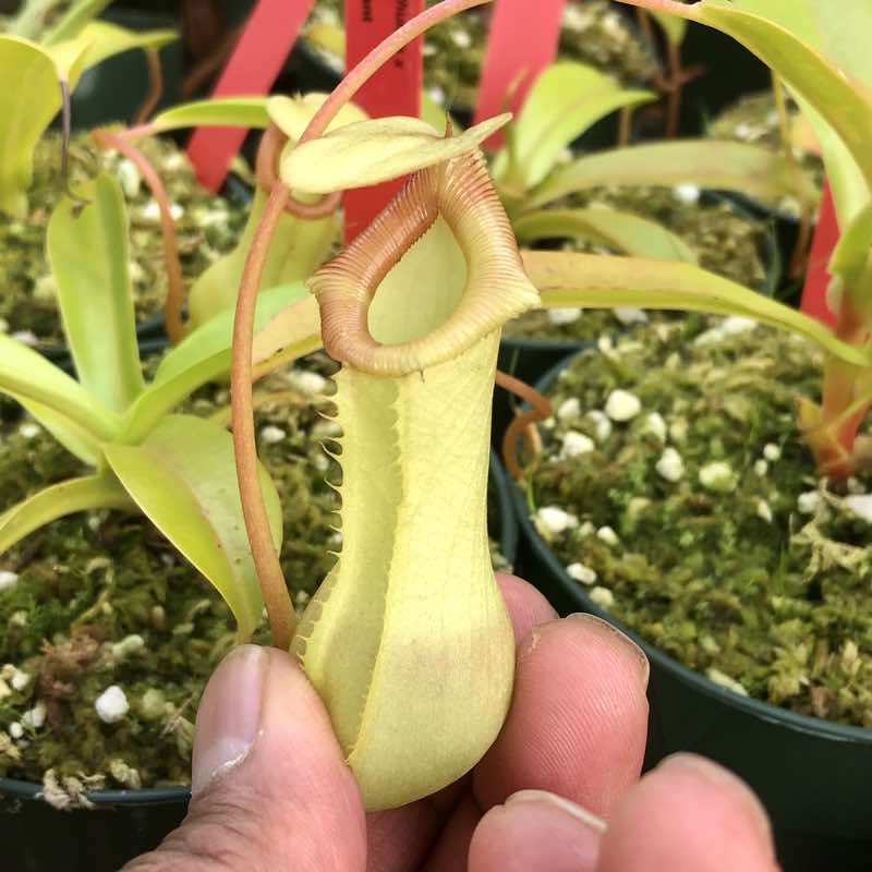Nepenthes ventricosa x (spathulata x lowii) EP