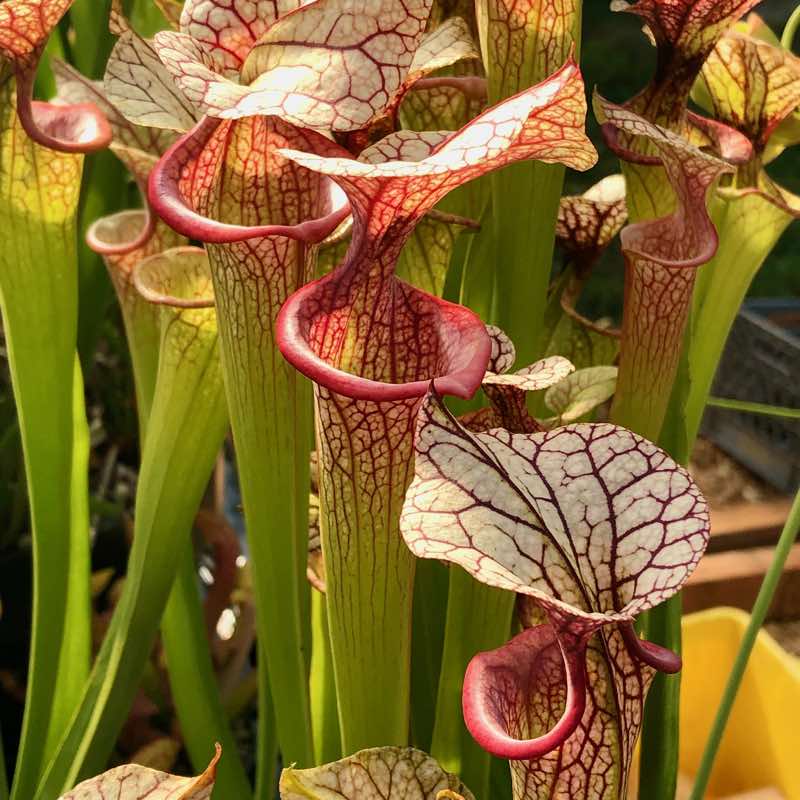 Sarracenia Northwest Sarracenia Adrian Slack