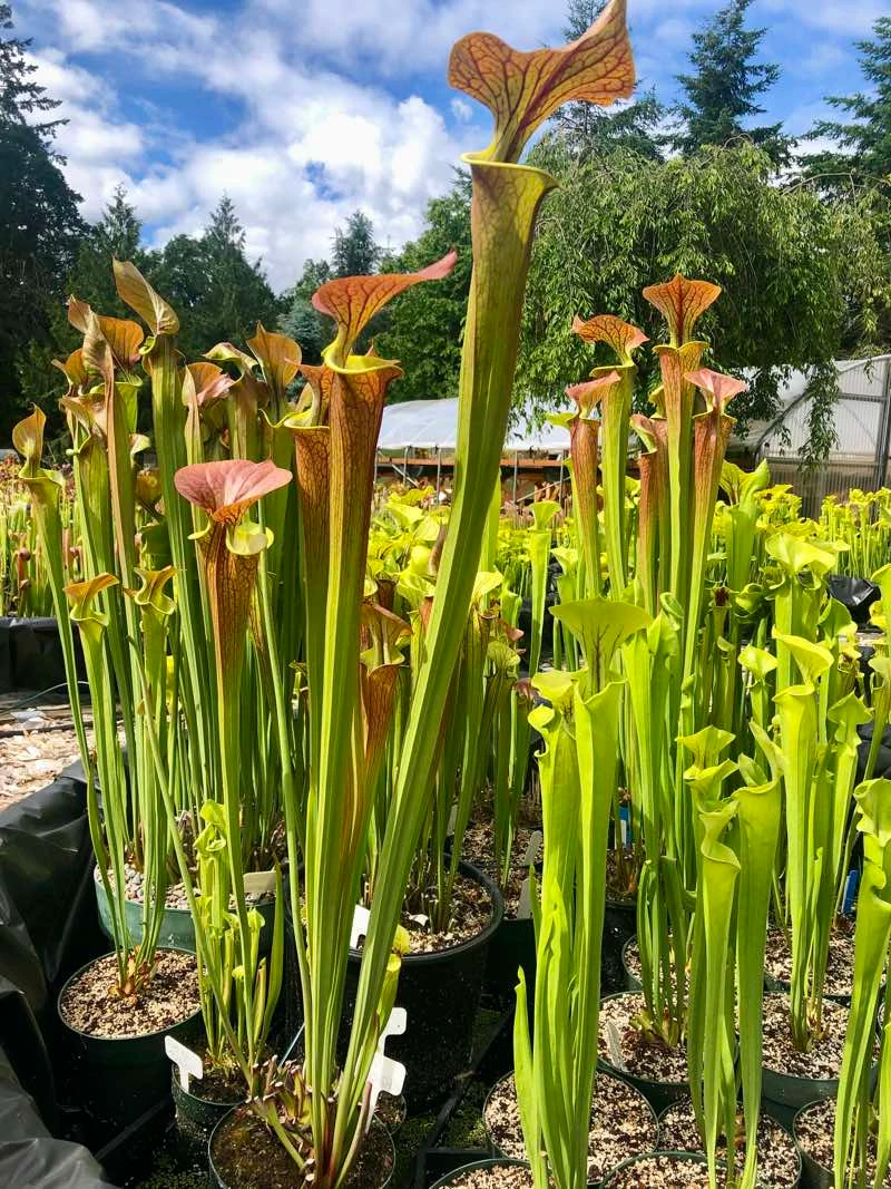 Sarracenia flava Towering Inferno