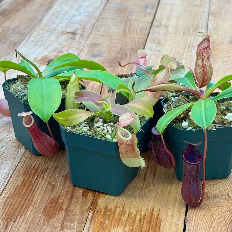 Collection of Nepenthes