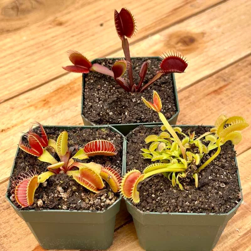 Collection of Venus Flytraps