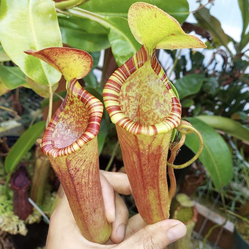 Nepenthes chaniana x (lowii x merrilliana) for Sale