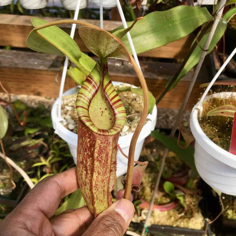 Nepenthes rafflesiana x trusmadiensis for Sale