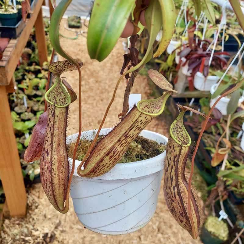 Nepenthes gracilis x spectabilis (Rooted Cutting)