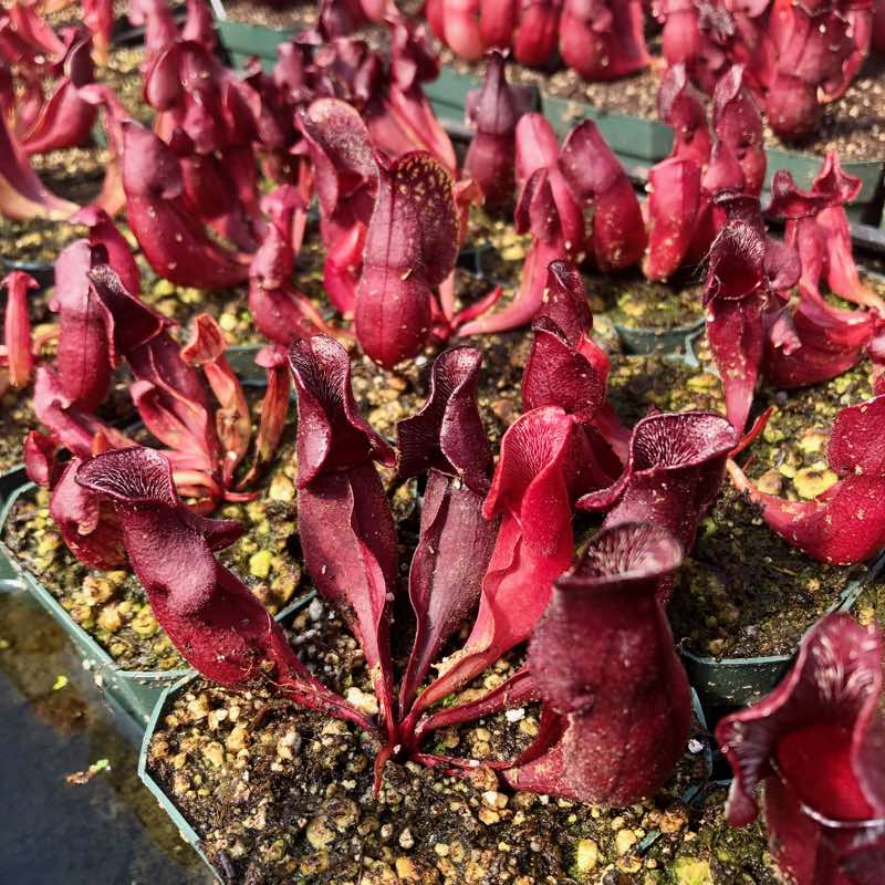 Sarracenia purpurea (SG)