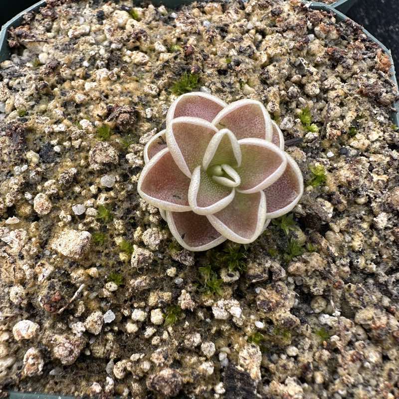 Pinguicula Florian
