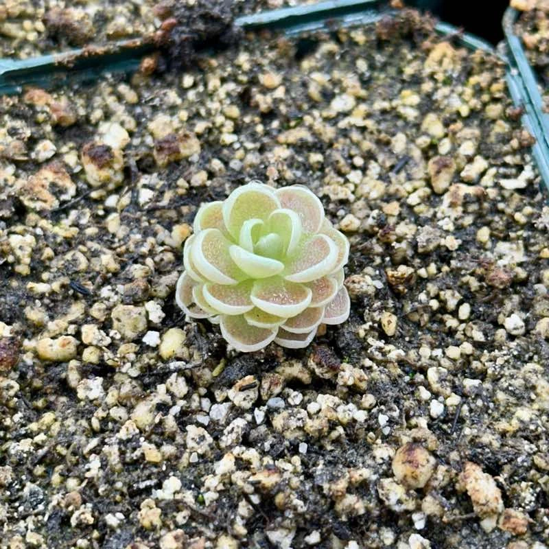 Pinguicula esseriana