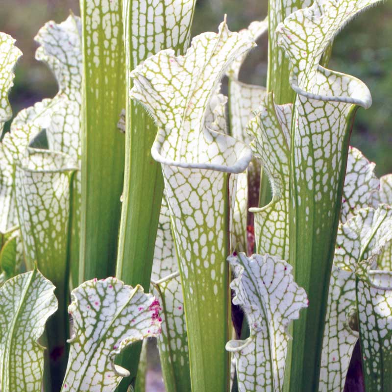 Sarracenia leucophylla Green