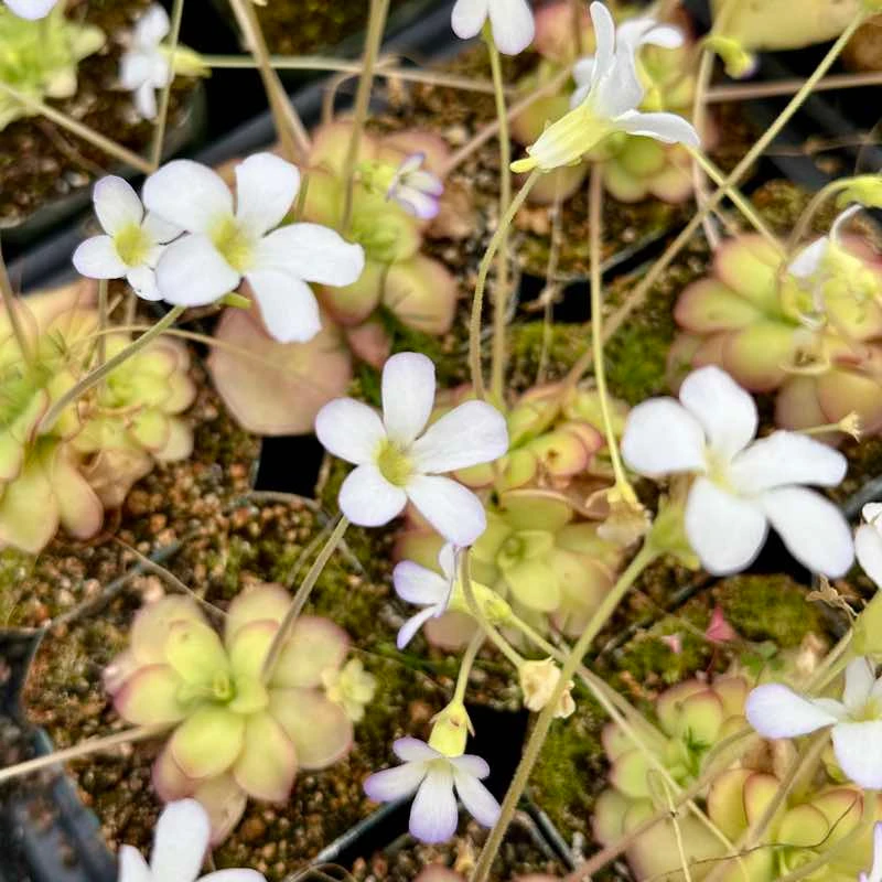Pinguicula ibarre