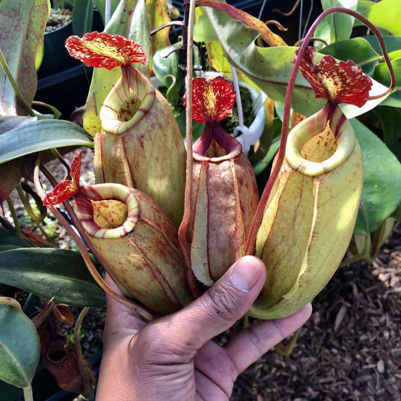 Nepenthes mirabilis Hybrid