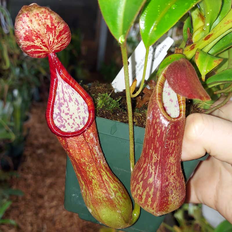 Nepenthes sumagaya