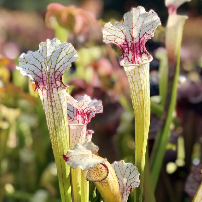 Sarracenia Aaron Carlson