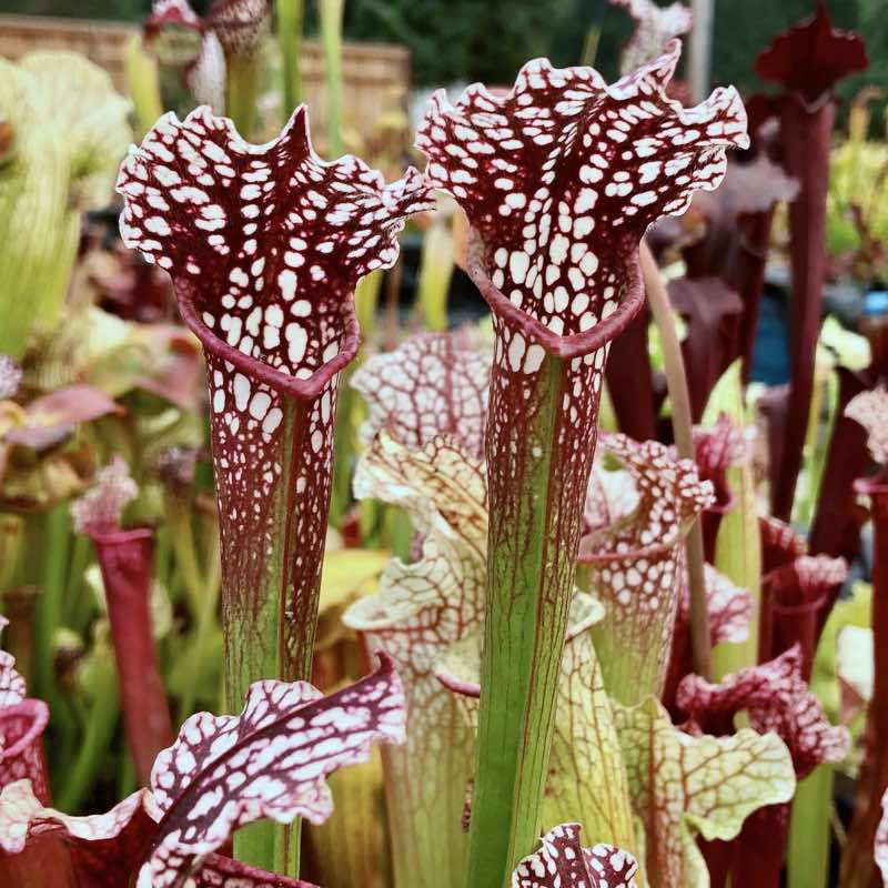 Sarracenia Prometheus x leucophylla Purple Lips