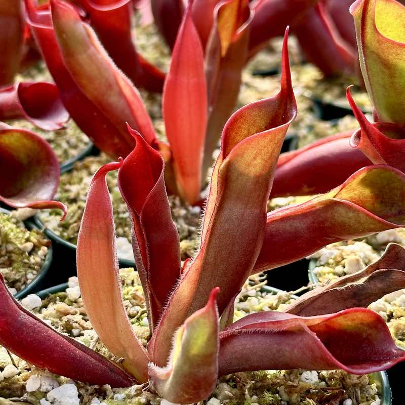 Heliamphora sarracenioides x minor Burgandy Black for Sale